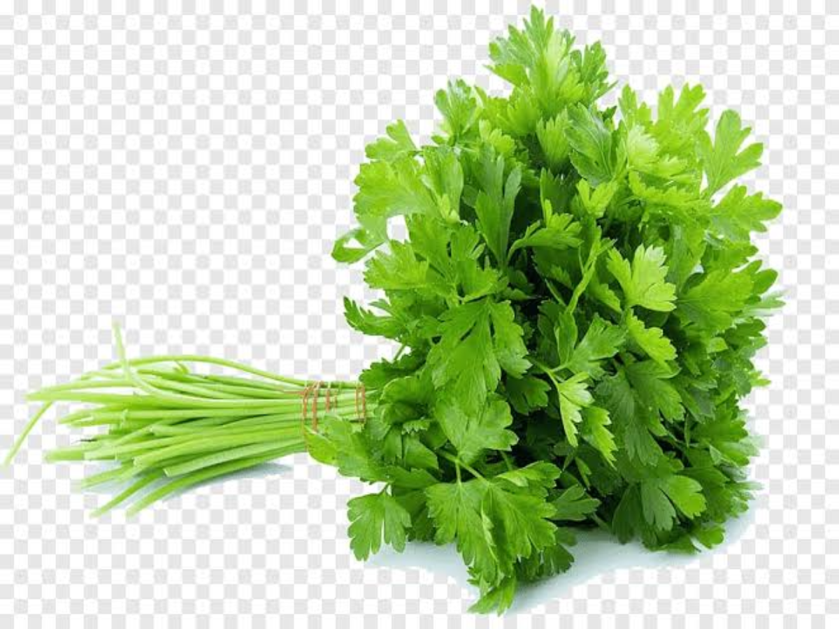 Green coriander