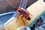 Cockroaches