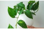 7 Home Remedies to Save Your Plants from Fungus During the Monsoon